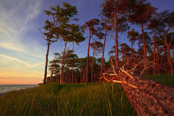 WESTSTRAND-DAR47
