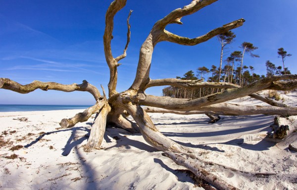 WESTSTRAND-DAR34