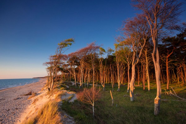 WESTSTRAND-DAR95
