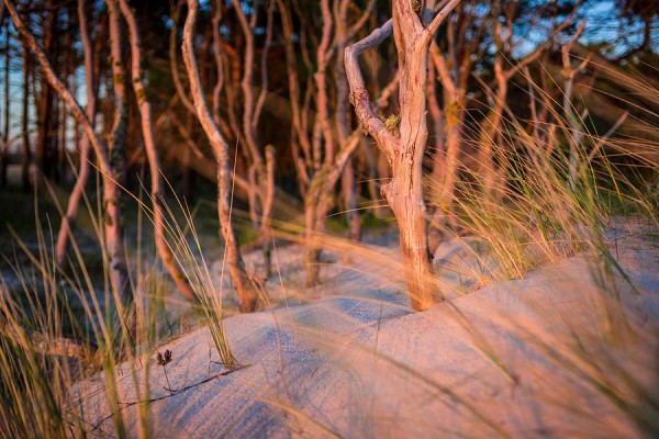 WESTSTRAND-DAR92
