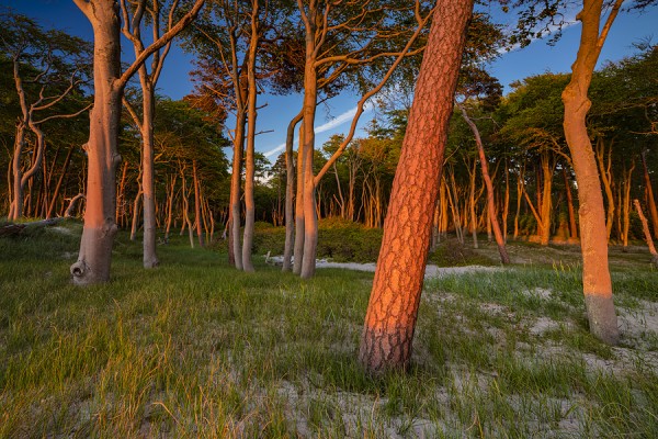 WESTSTRAND-0G1A0163