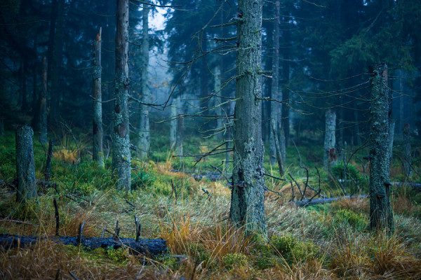 HARZ-DEU62