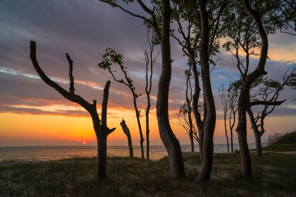 WESTSTRAND-DAR136