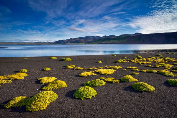 ISLAND-FERN16