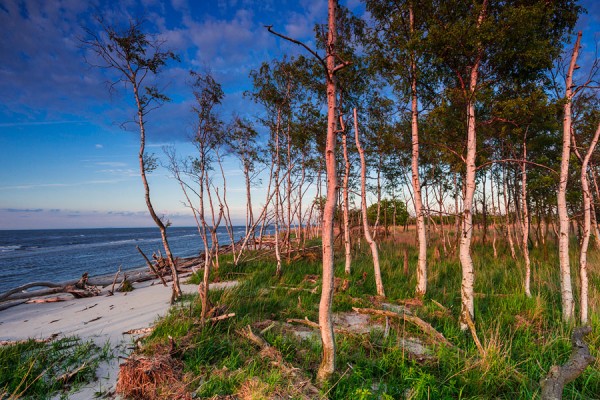 WESTSTRAND-DAR90