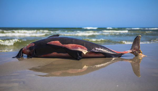ZINGST-0G1A7220