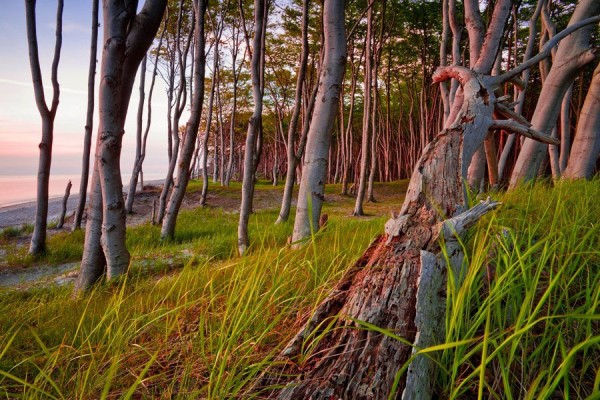WESTSTRAND-DAR7