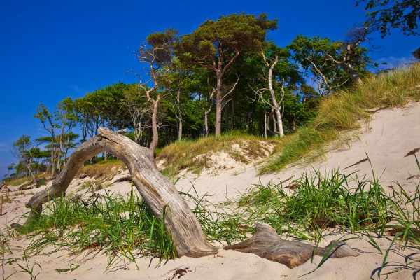 WESTSTRAND-DAR41