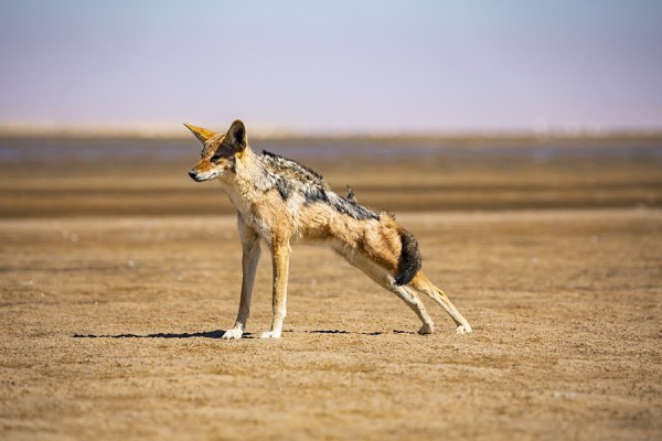 NAMIBIA-0G1A0683