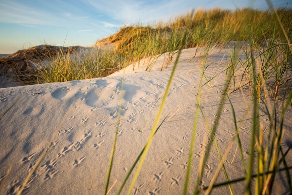 PRAMORTNORDSTRAND-DAR79