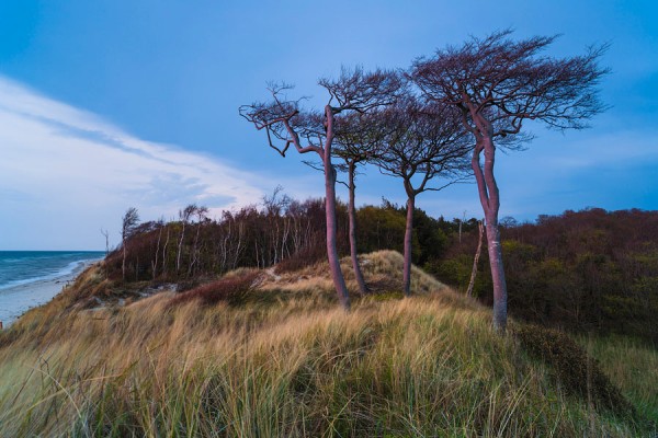 WESTSTRAND-DAR134