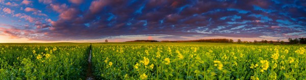 PINGELSHAGEN-PANO54