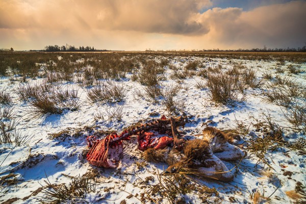 PRAMORTNORDSTRAND-0G1A6282